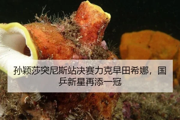 孙颖莎突尼斯站决赛力克早田希娜，国乒新星再添一冠